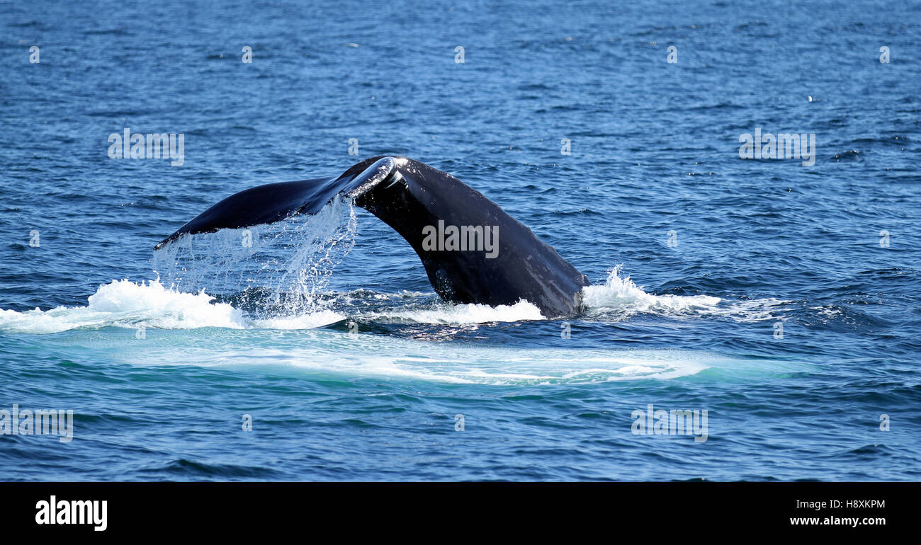 Close-up of fluked tail of humpback whale (Megaptera novaeangliae) diving at Stellwagen Bank National Marine Sanctuary off the coast of Massachusetts Stock Photo