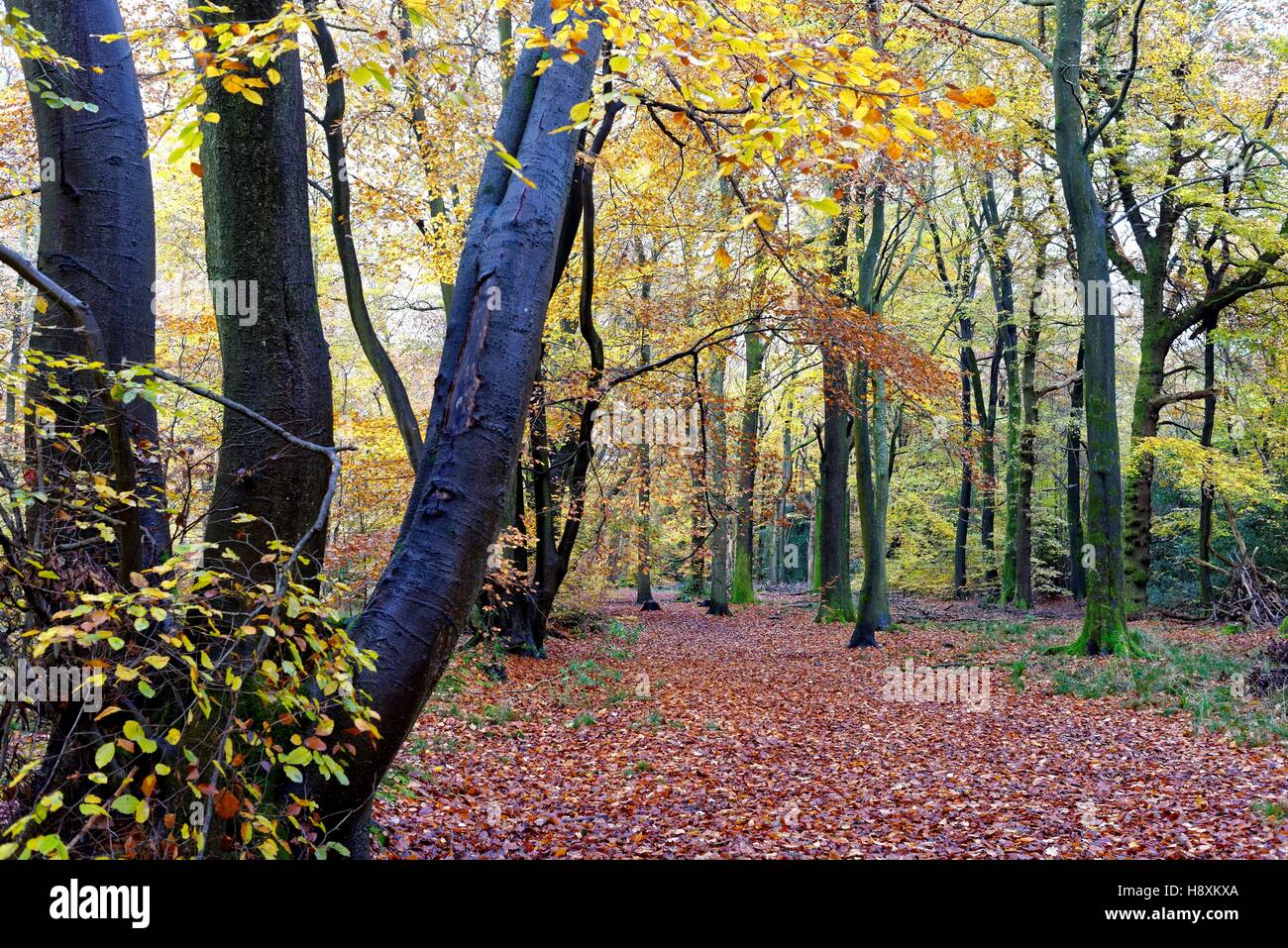 Autumn on the North Downs near Abinger Hammer Surrey UK Stock Photo Alamy