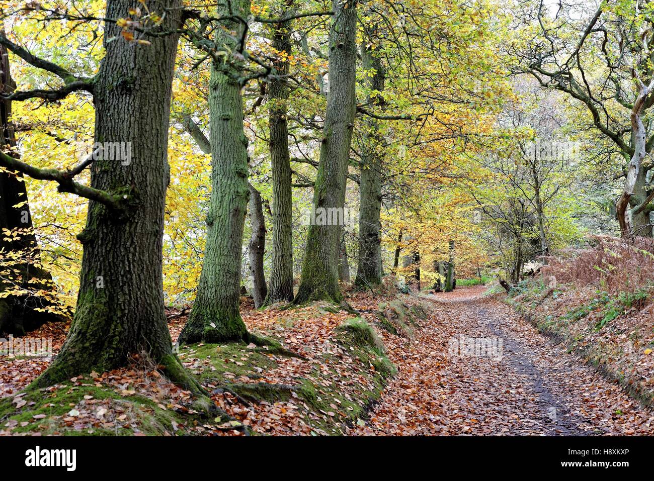Autumn on the North Downs near Abinger Hammer Surrey UK Stock Photo Alamy