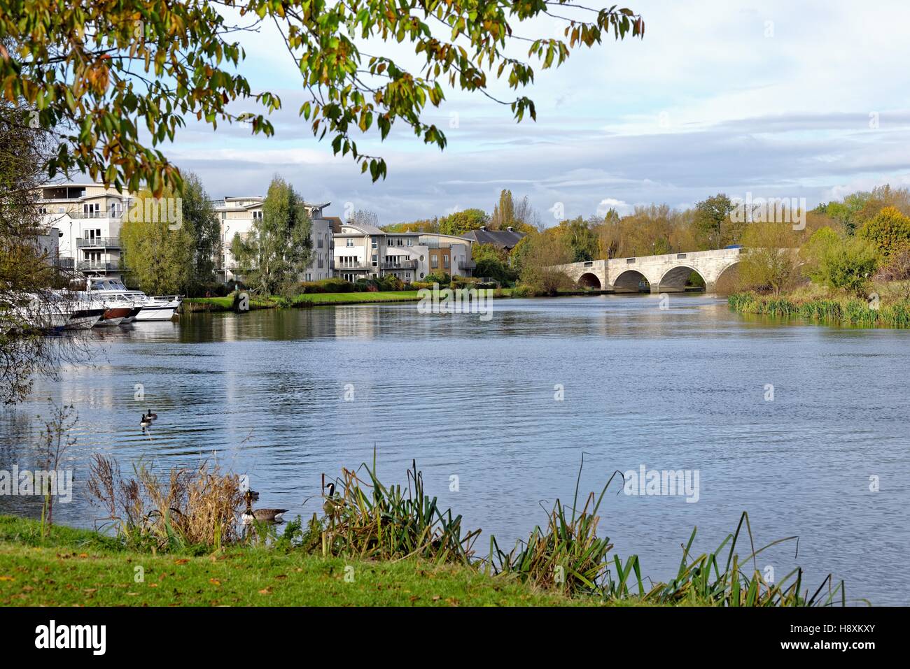 The riverside at Chertsey Surrey UK Stock Photo Alamy