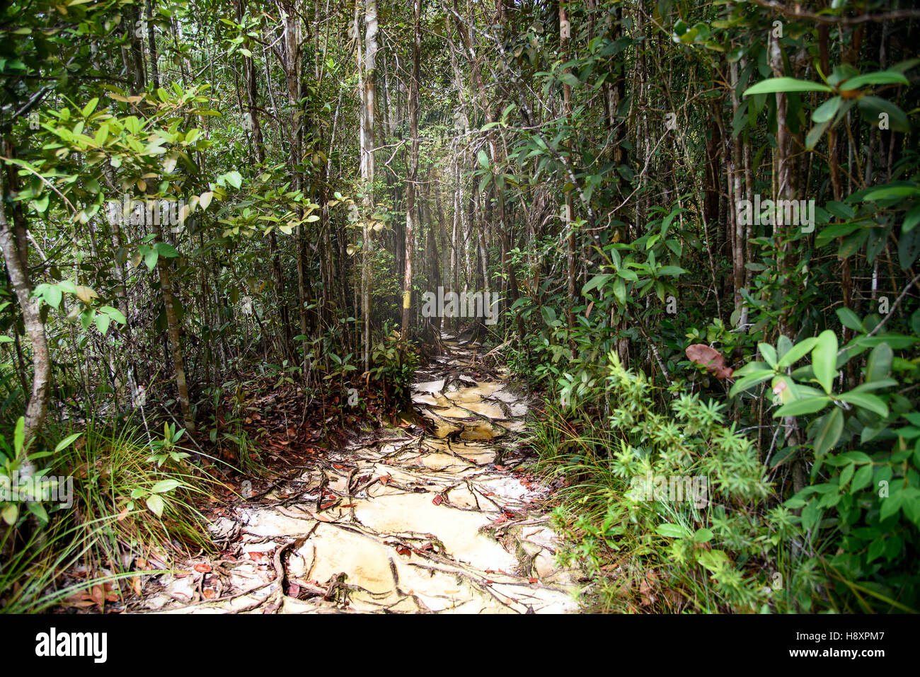 Trail with roots and sand in the rainforest at Bako National Park. Sarawak. Borneo. Malaysia Stock Photo