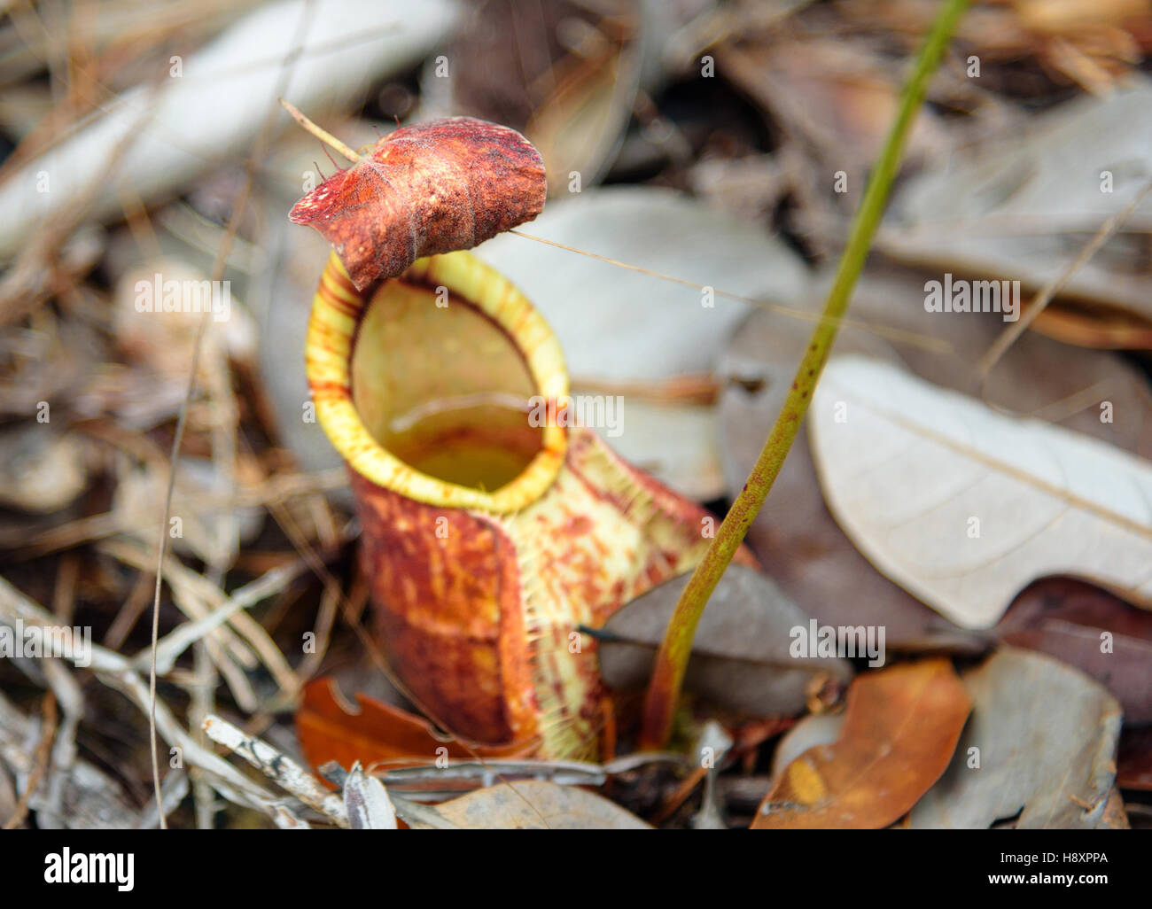 Ground Pitcher Ground pitcher, Nepenthes ampullaria in Bako National Park. Sarawak ...
