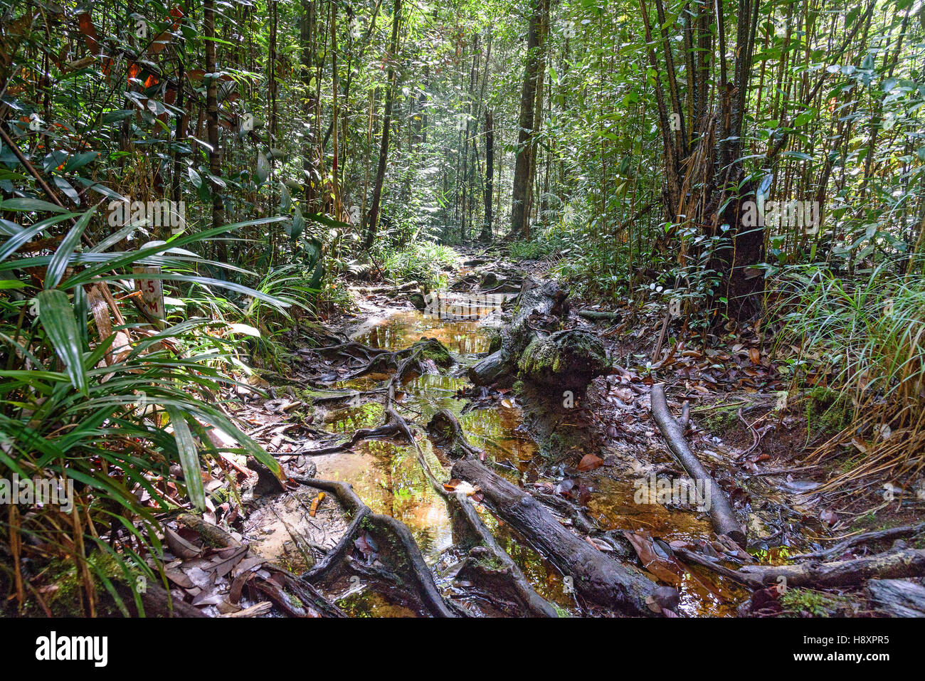 Wooden roots in tropical rain hi-res stock photography and images - Alamy