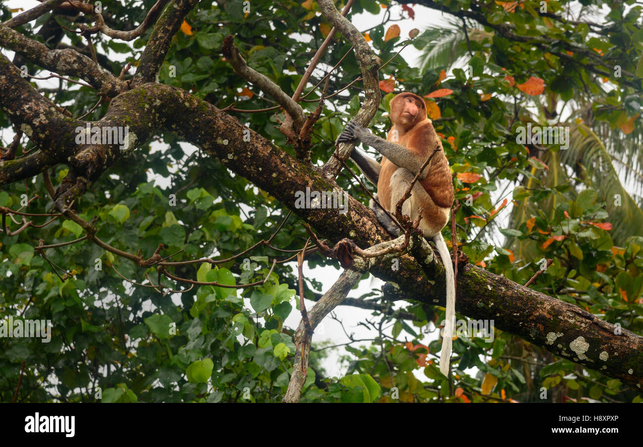 Proboscis monkey, Endangered, Borneo, Long Nose