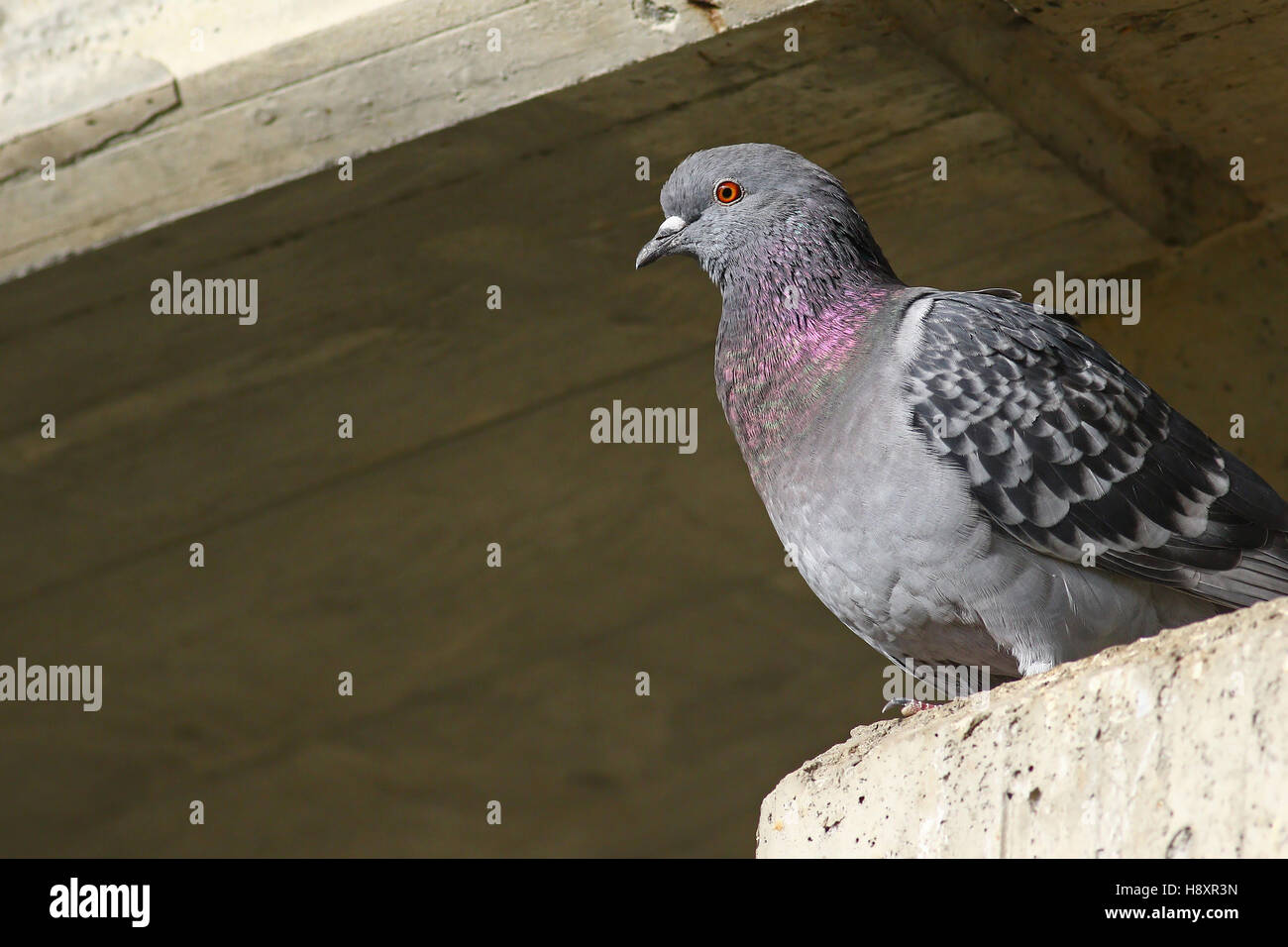 Traveling pigeon on concrete ledger Stock Photo