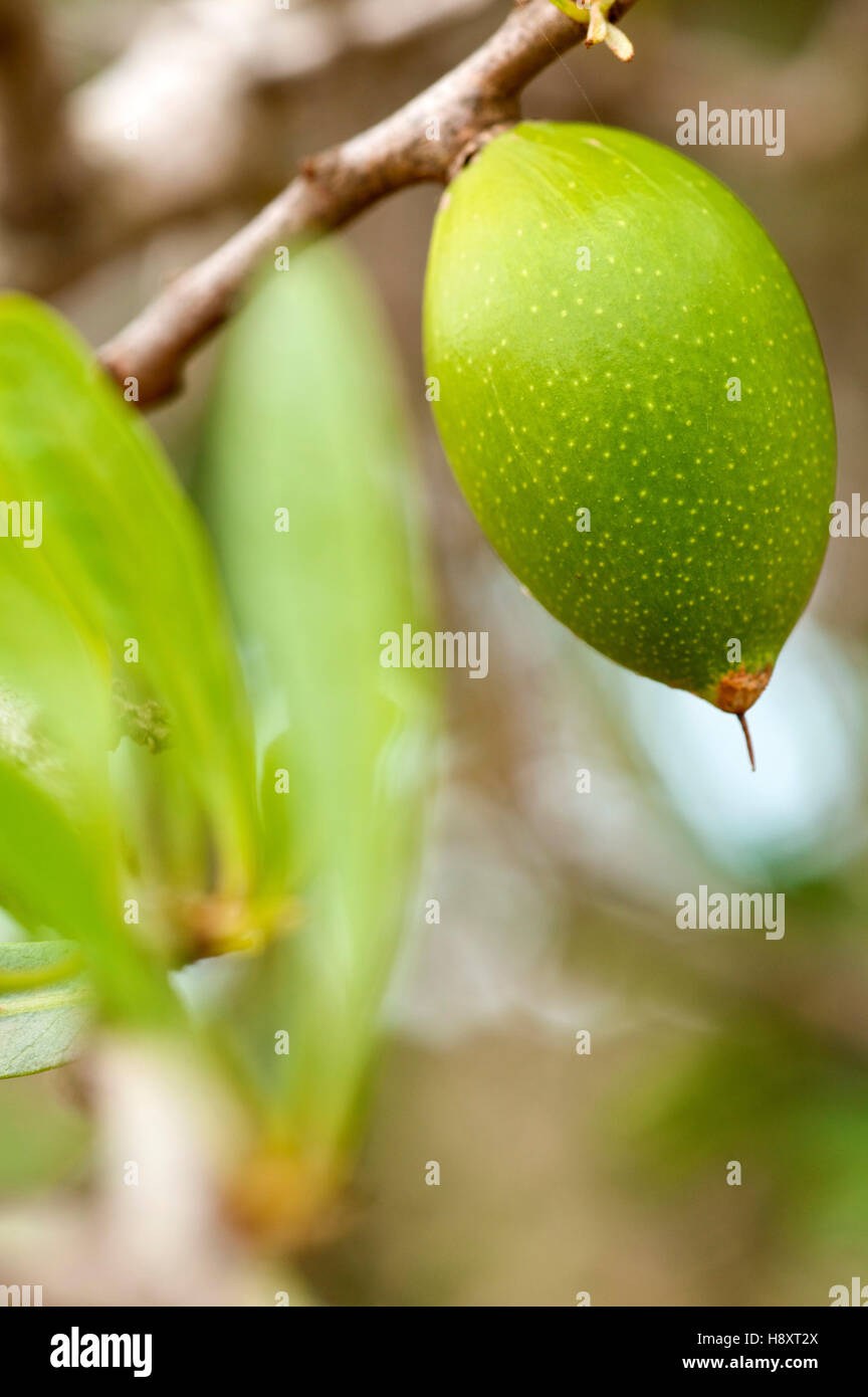 Argan fruit (Argania spinosa), Morocco, Africa Stock Photo - Alamy