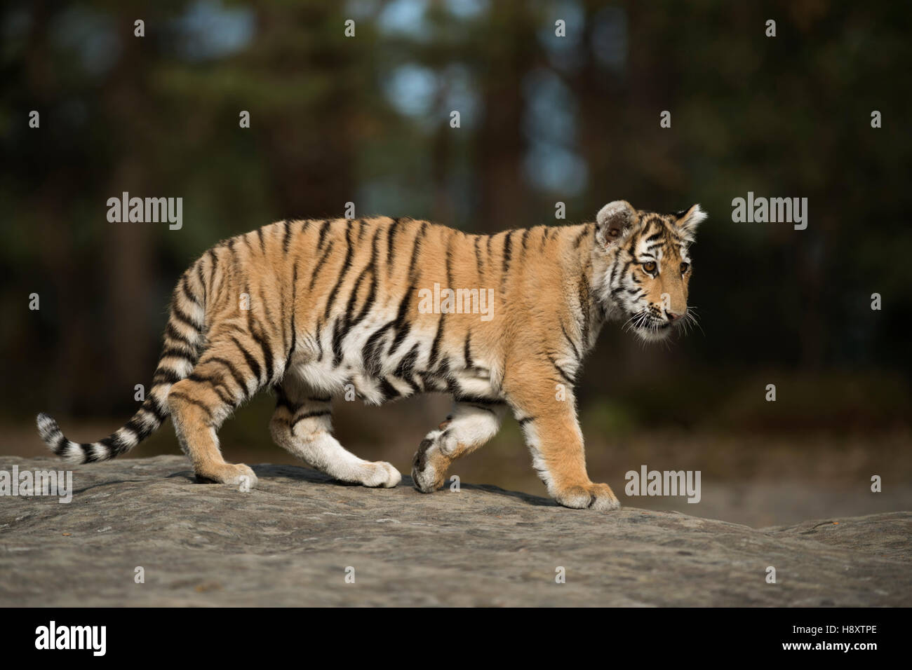 Royal Bengal Tiger ( Panthera tigris ), walking along the edge of a forest, full side view, young animal, soft light. Stock Photo