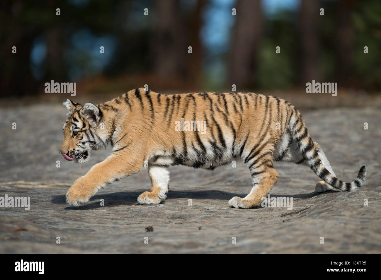 Royal Bengal Tiger ( Panthera tigris ), walks over rocks, licking its tongue, full side view, young animal, soft light. Stock Photo
