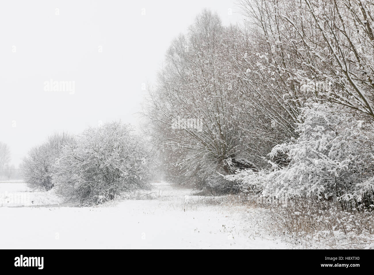 Onset of winter, snow covered bushes and trees, natural area in old Rhine sling near Duesseldorf, Germany. Stock Photo