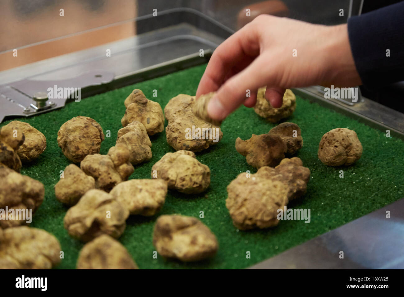Man hand picking white truffle during Alba White Truffle Fair in Alba