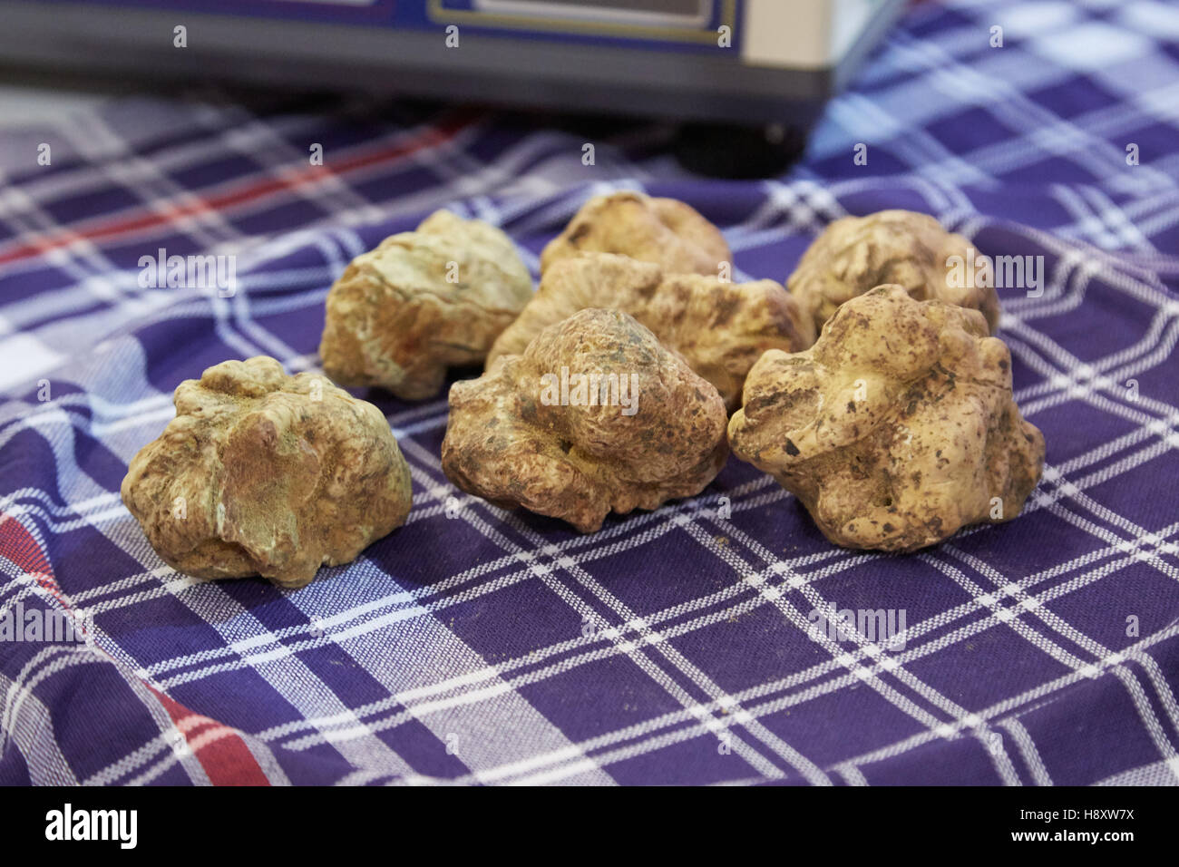 White truffles on sale during Alba White Truffle Fair in Alba, Italy ...