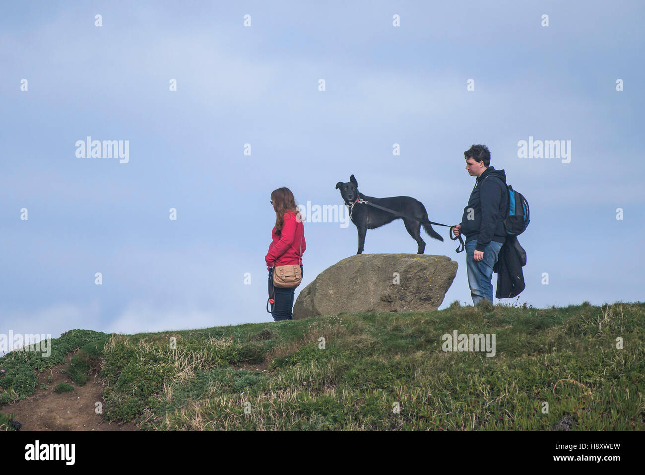A dog stands on a rock on the coast in Newquay, Cornwall. Stock Photo
