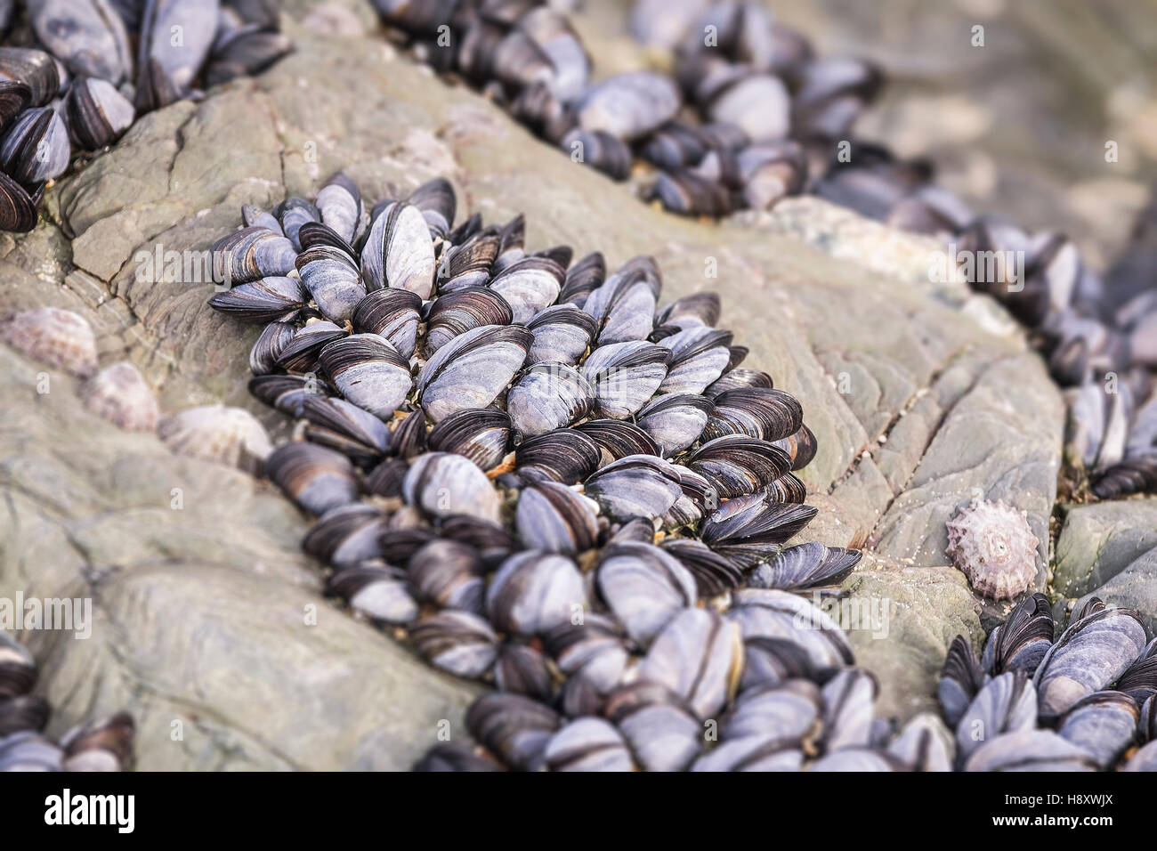 A bed of common mussels. Mytilus edulis. Stock Photo