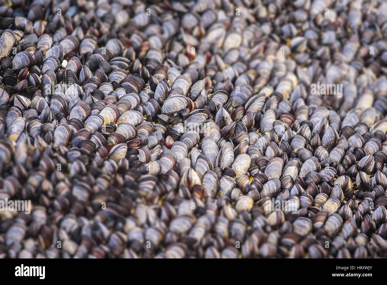 A bed of common mussels. Mytilus edulis. Stock Photo