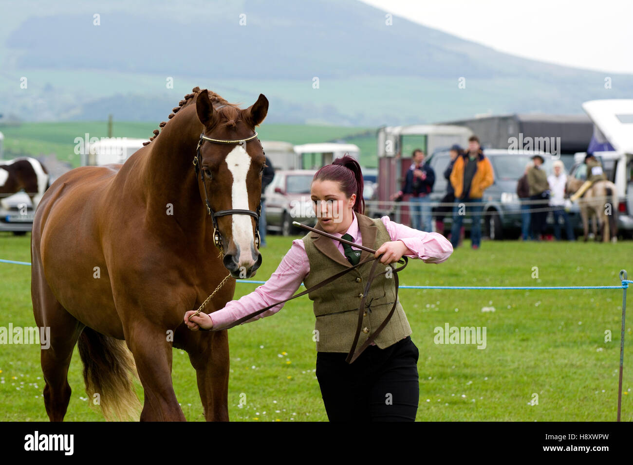 Horse and pony riding in north wales hires stock photography and