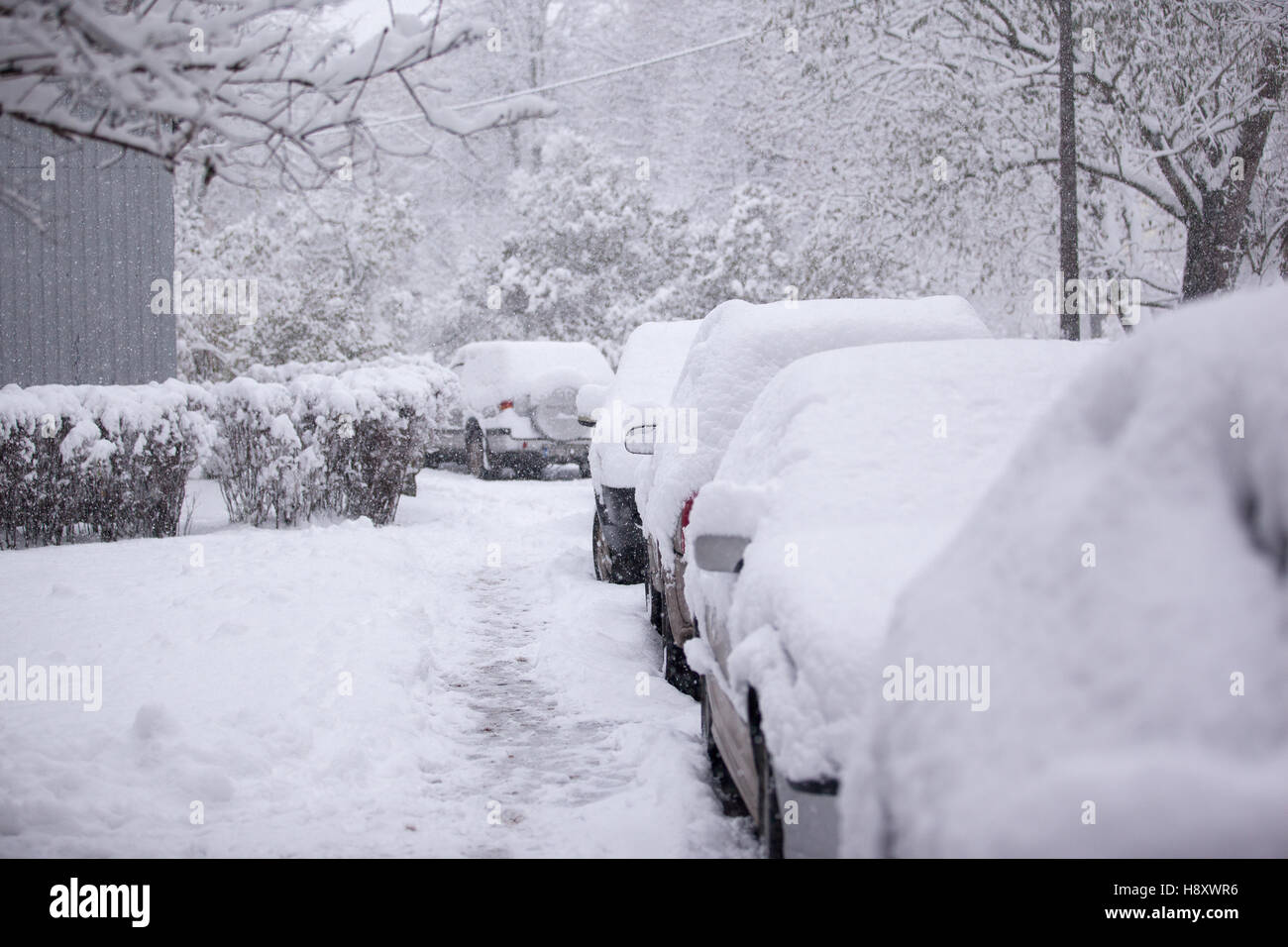Parked cars covered with snow - snow storm Stock Photo - Alamy