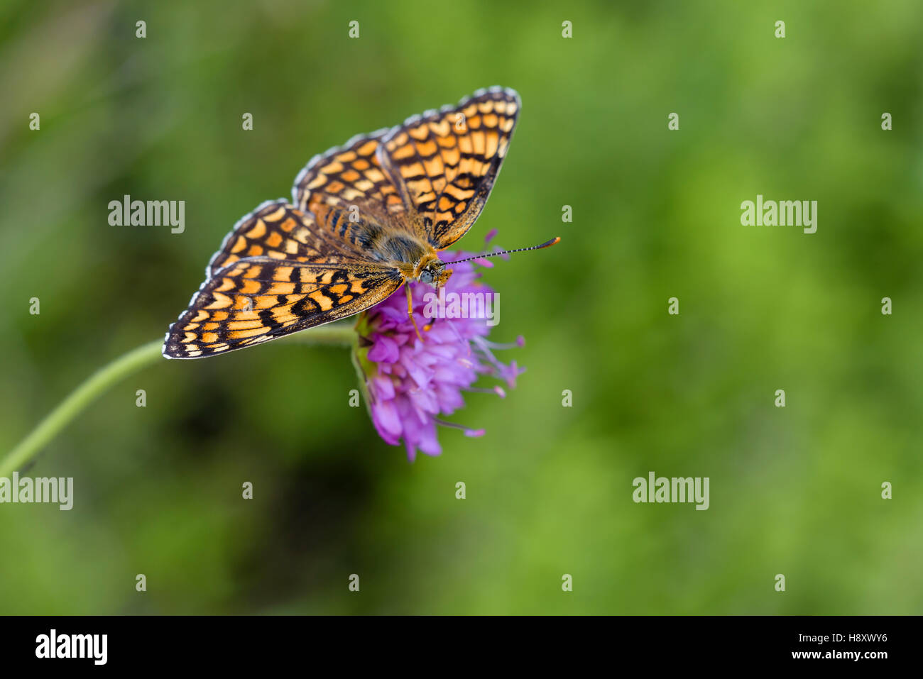 Flockenblumen Scheckenfalter, Melitaea phoebe, Knapweed Fritillary Butterfly Stock Photo