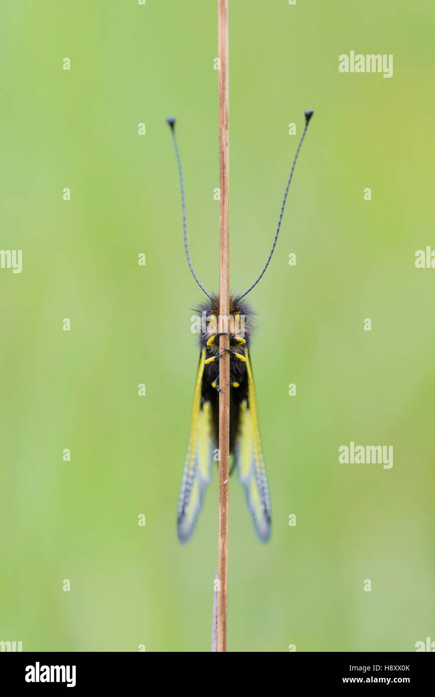 Libellen Schmetterlingshaft, Libelloides coccajus, Owlfly sulfur Ascalaphid Stock Photo