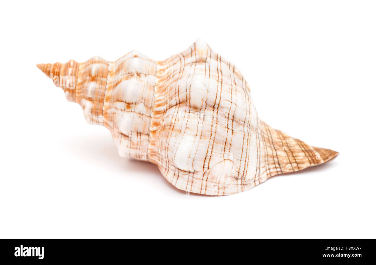 Pleuroploca trapezium, trapezium horse conch shell isolated on white Stock Photo