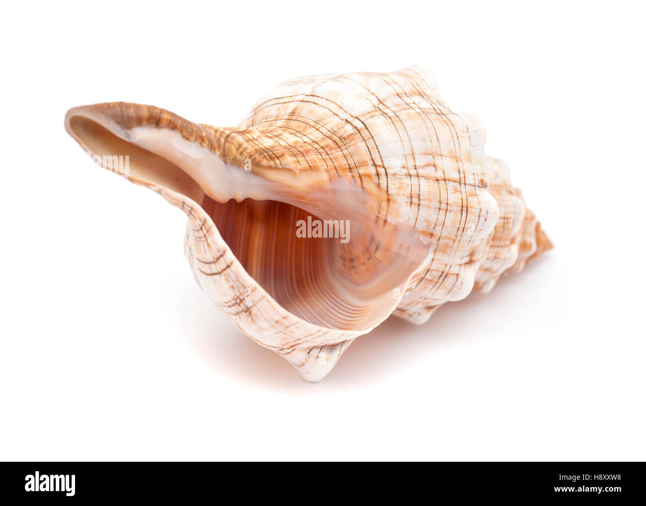 Pleuroploca trapezium, trapezium horse conch shell isolated on white Stock Photo