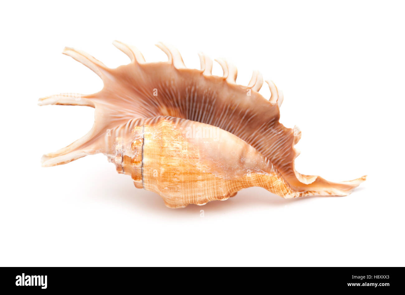 Lambis , spider conch shell isolated on white Stock Photo - Alamy