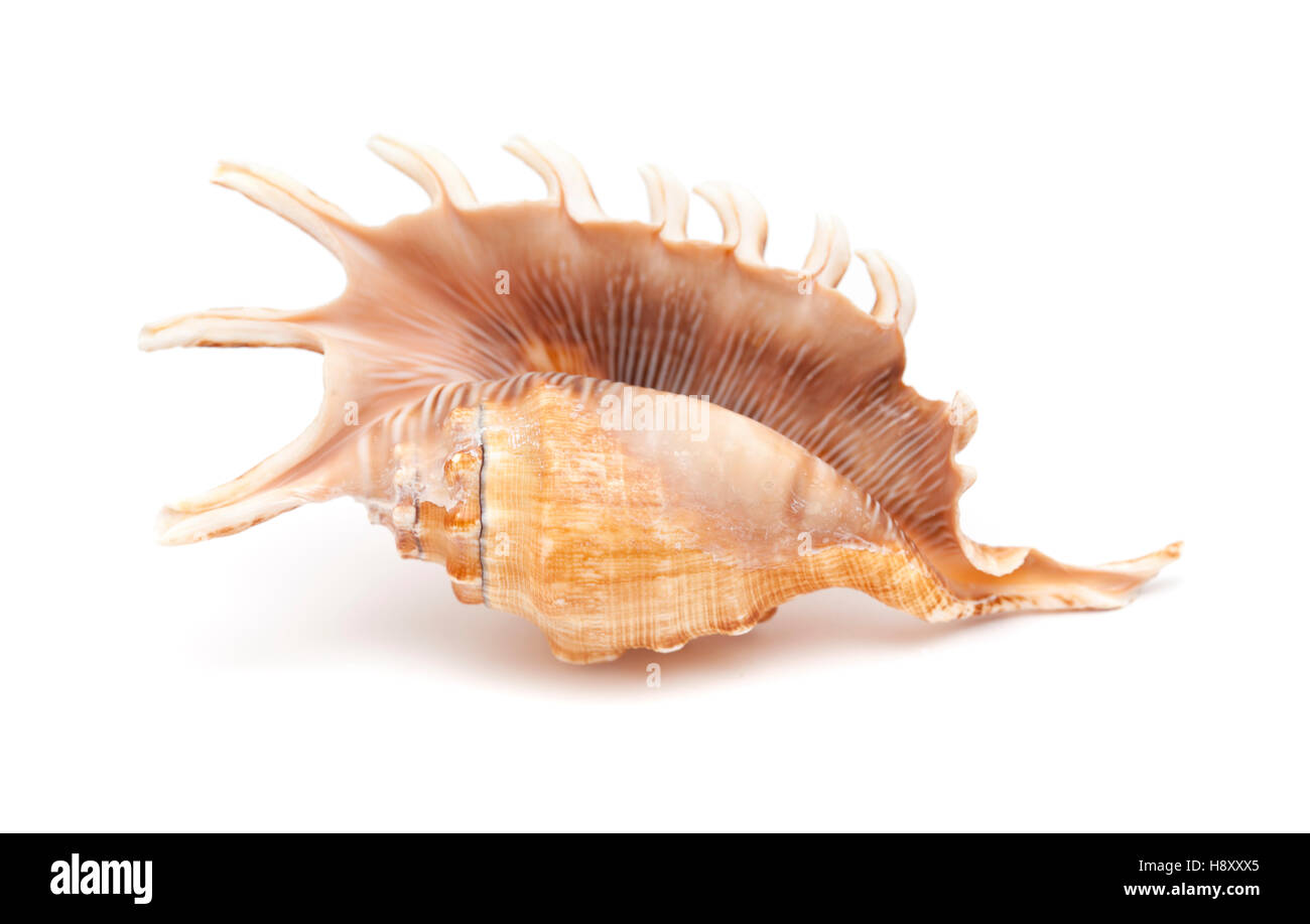 Lambis , spider conch shell isolated on white Stock Photo - Alamy
