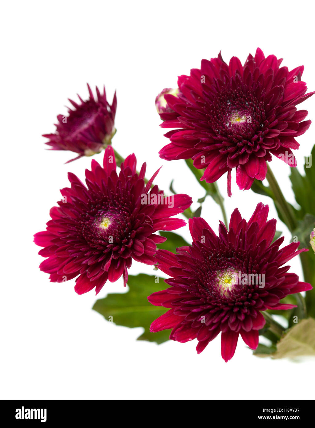 dark red spray chrysanthemums isolated on white Stock Photo Alamy