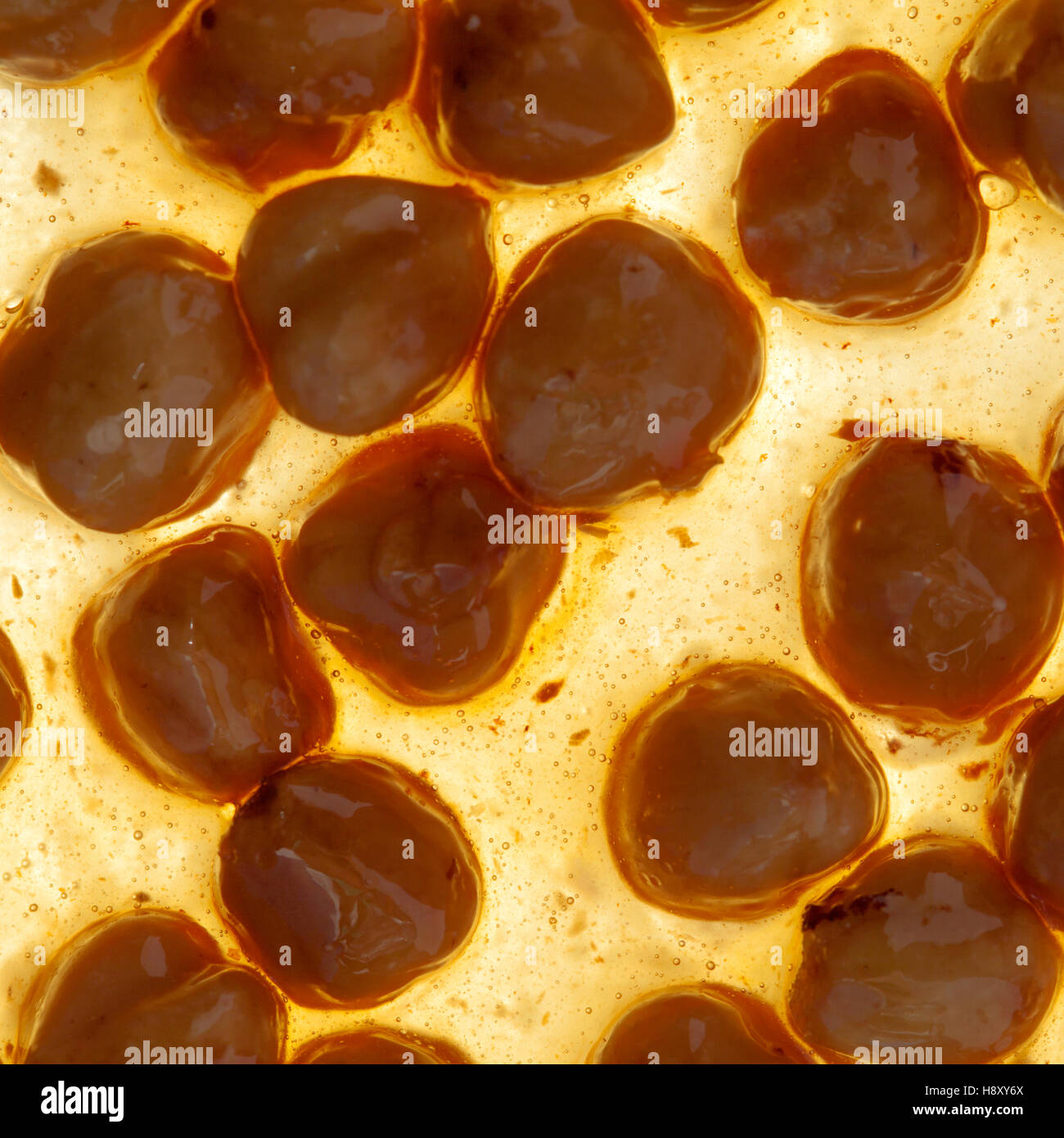 Brown nougat or nougatine with whole roasted hazelnuts Stock Photo Alamy