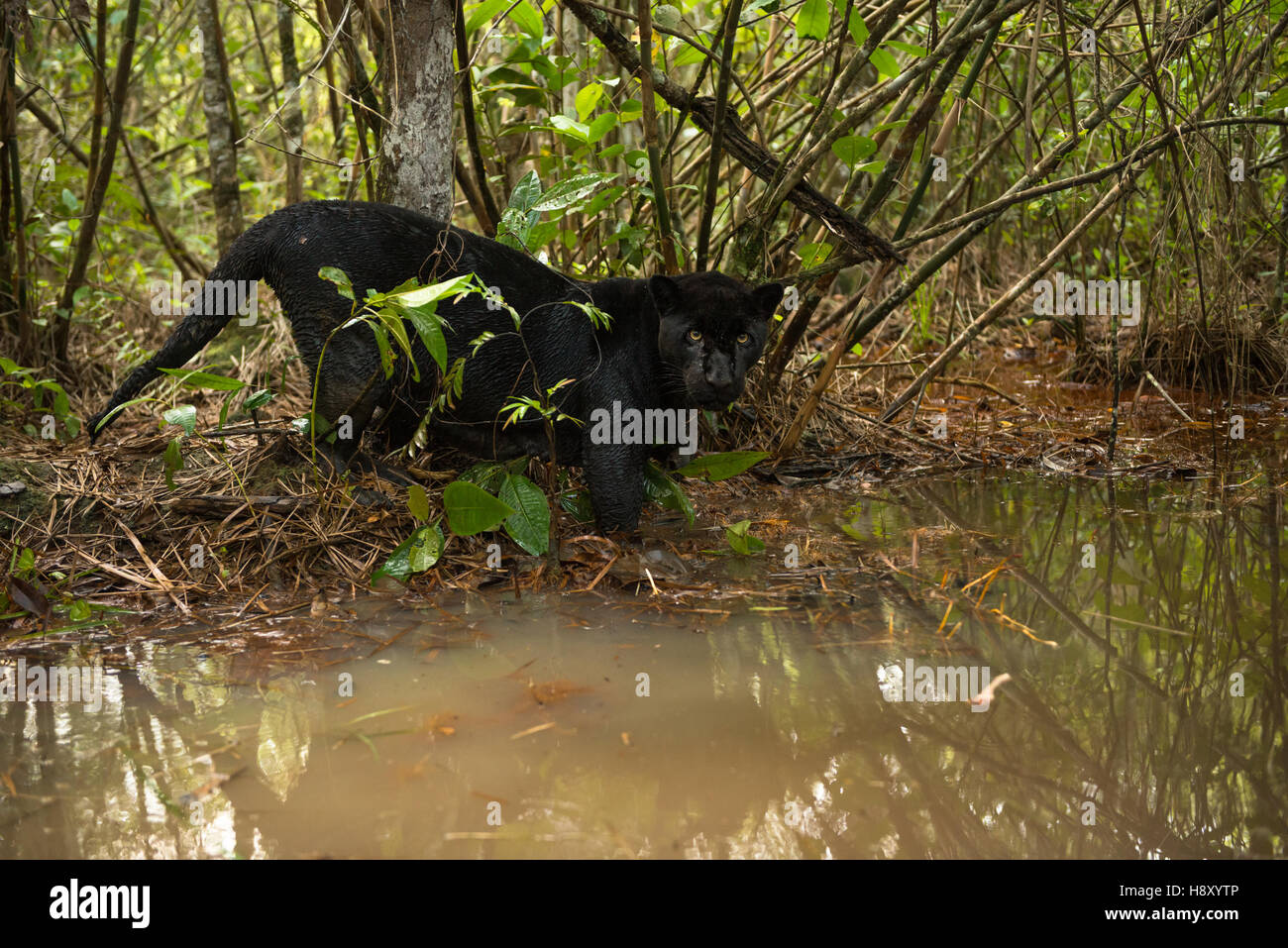 An elusive Black Jaguar patrolling the edge of a creek in the forest Stock Photo