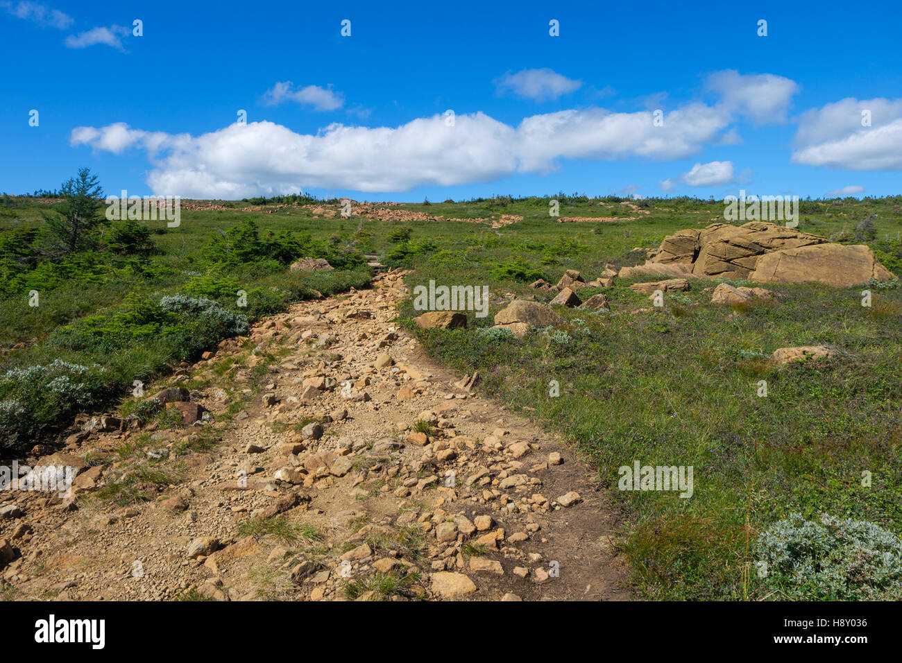 Rocky trail through alpine tundra grassland Stock Photo