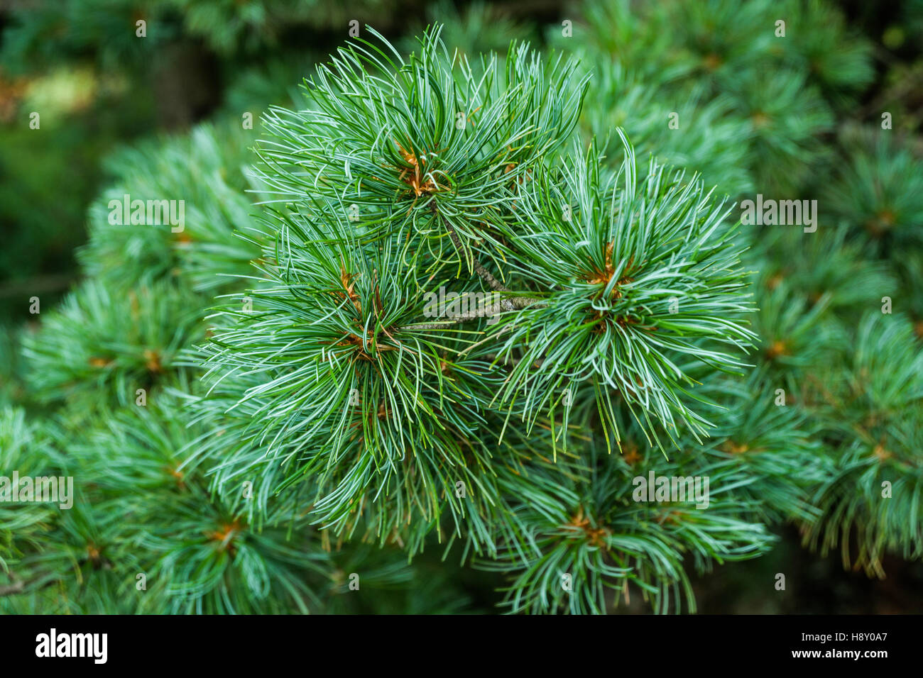 Pine branch with soft needles Stock Photo - Alamy