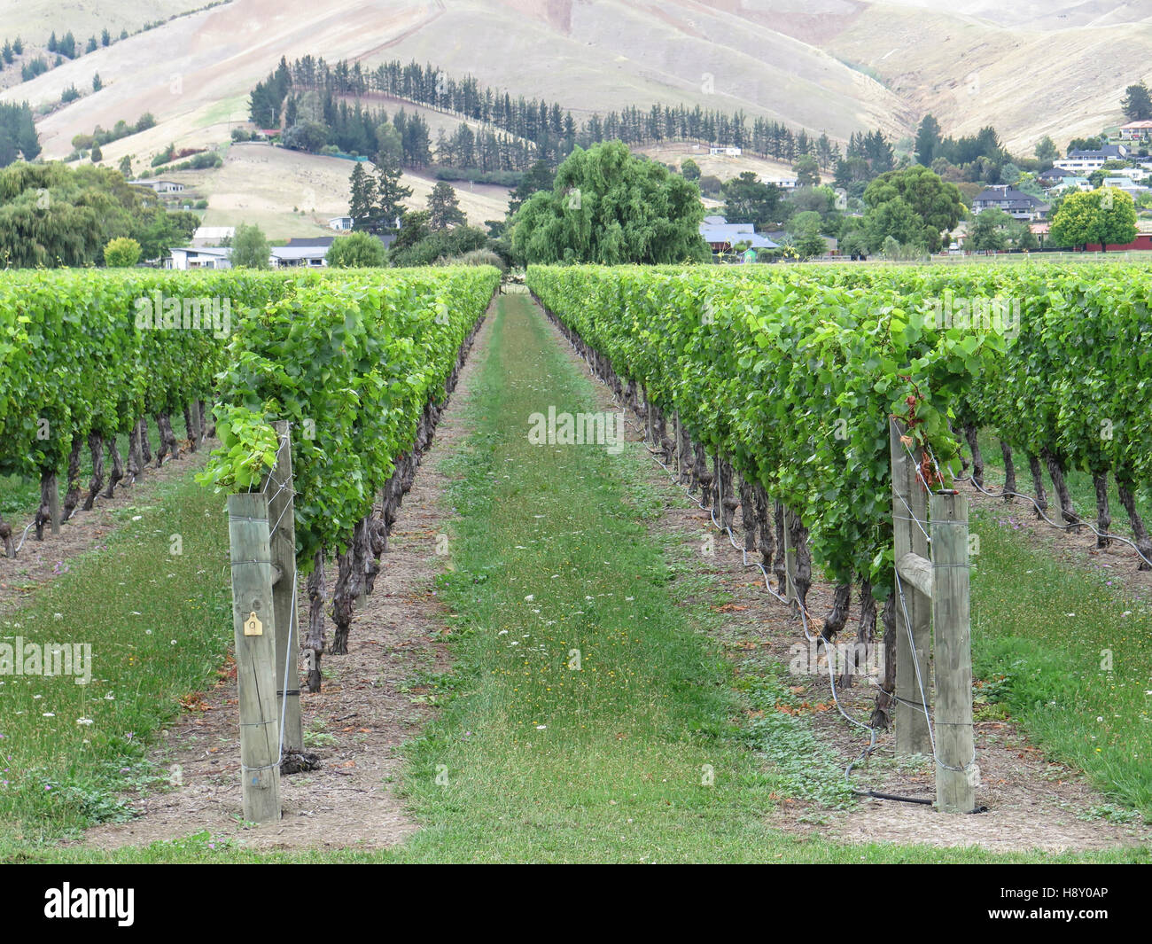 Exterior vines at Brancott Vineyard at Marlborough, South Island, New
