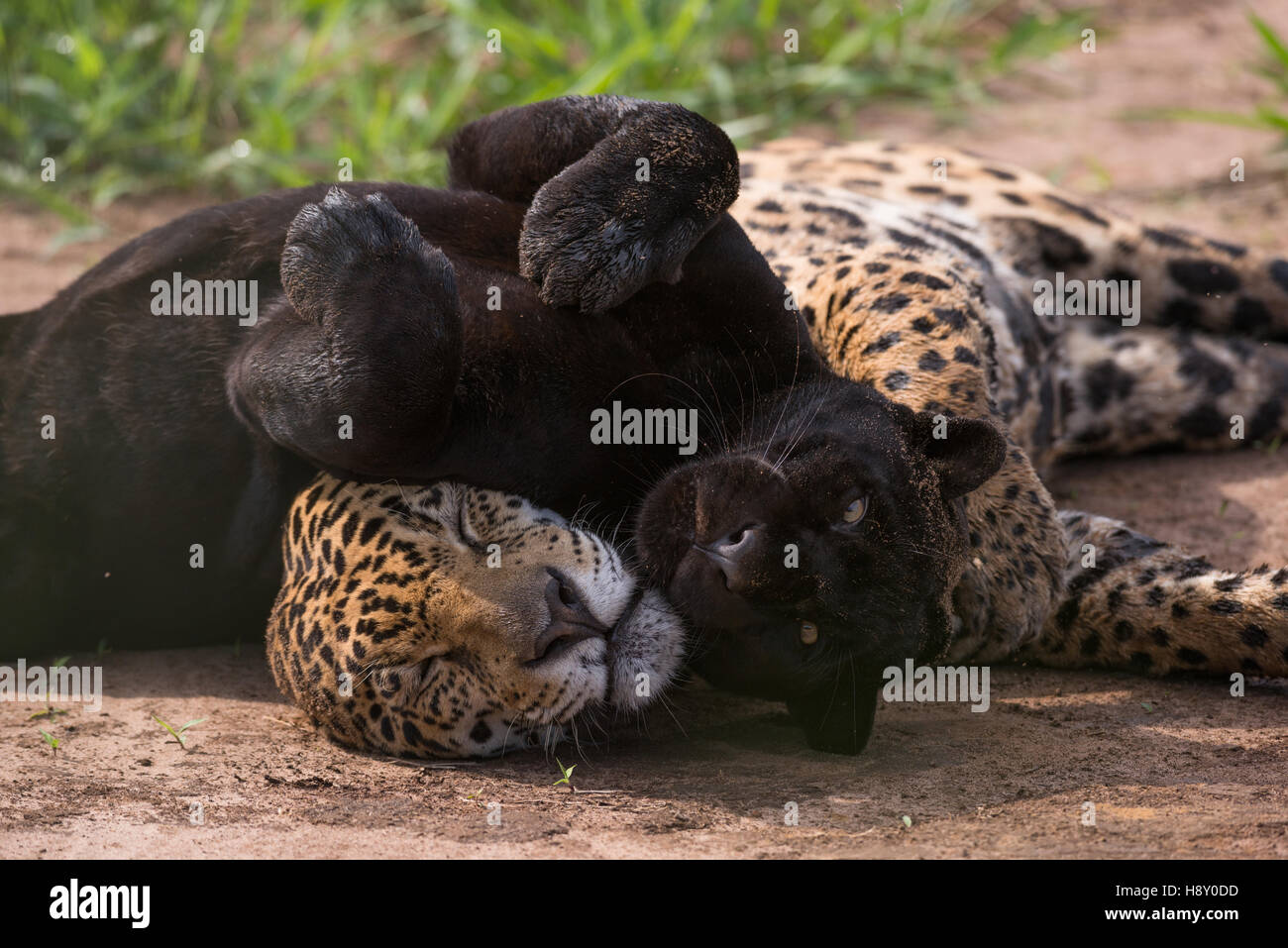 A dark (melanic) jaguar and a normal patterned one. This is a pair, male and female. Stock Photo