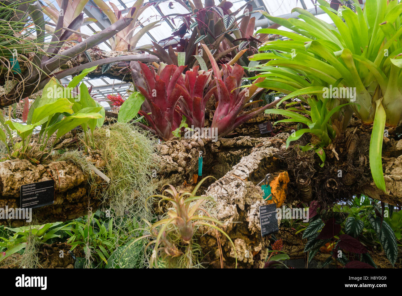 Rainforest plants gorwing on a branch of a tree in a greenhouse. Stock Photo