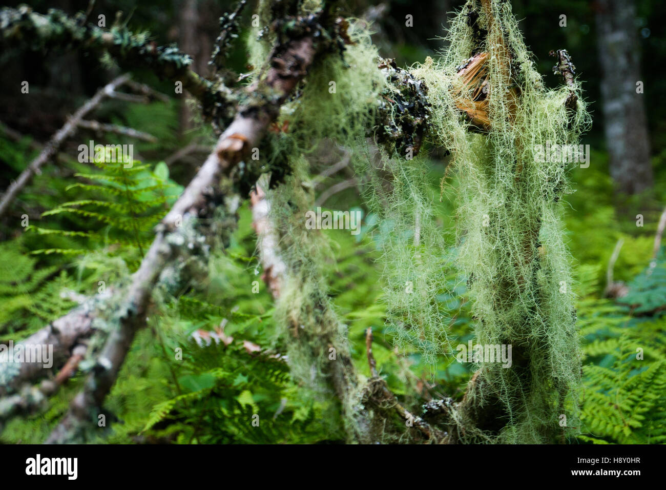 Long strings of lichen on a branch Stock Photo