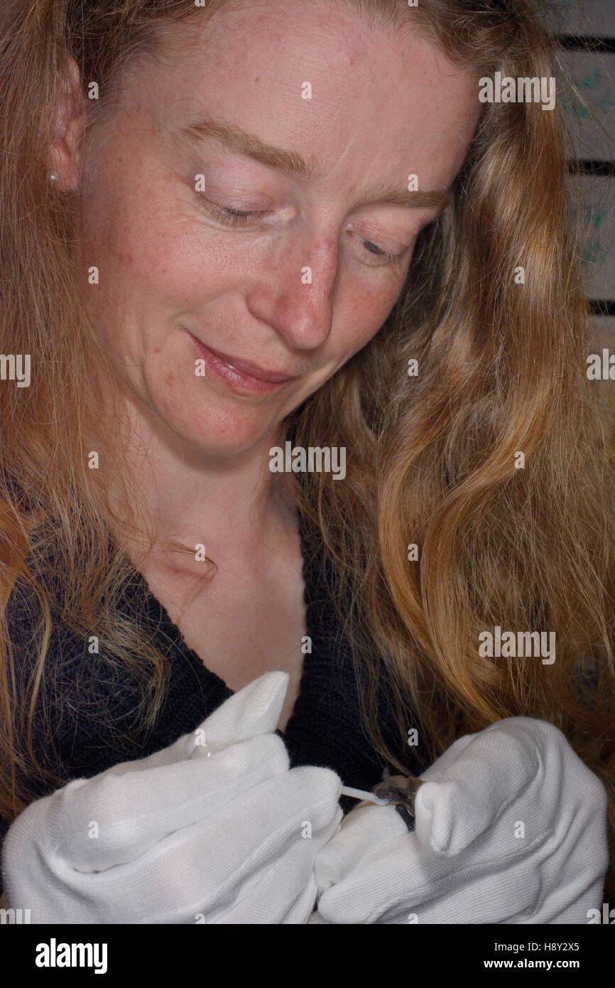 Samantha Pickering feeds a rescued week-old Common pipistrelle bat pup (Pipistrellus pipistrellus) goat's milk from a pipette. Stock Photo