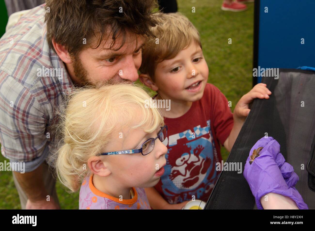 Brown Long-eared bat (Plecotus auritus) shown to two children and their father by Samantha Pickering at a public outreach event, Boscastle, Cornwall, Stock Photo