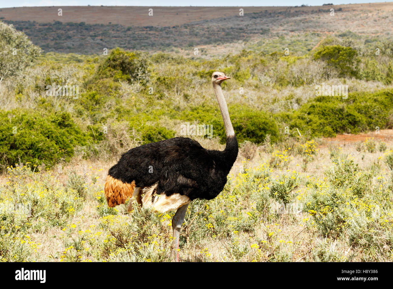 Ostrich in a green field with a hill in the background Stock Photo