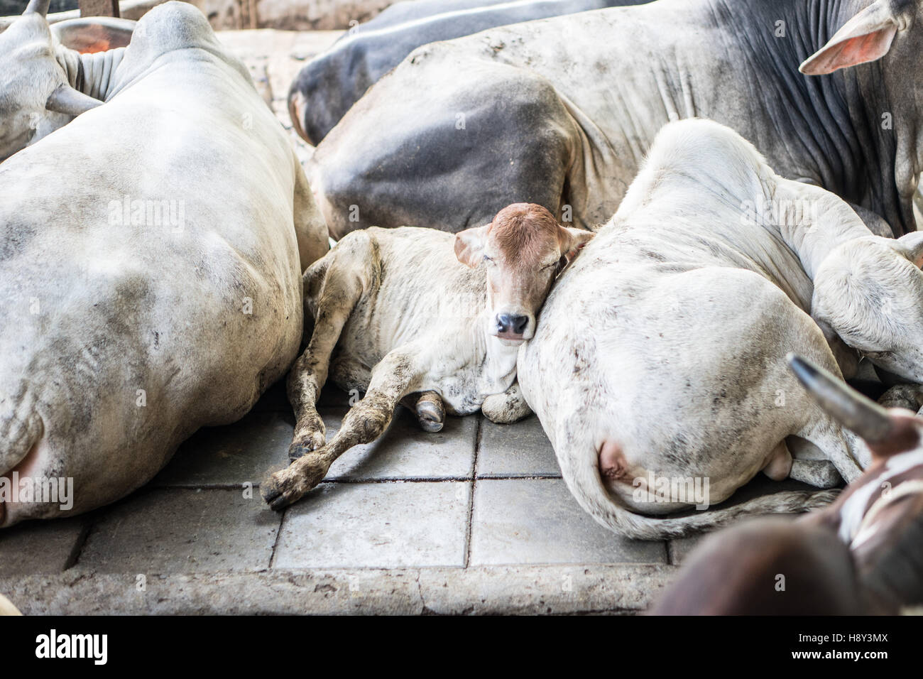 Calf sleeping between herd of white cows in temple Hualamphong Bangkok Stock Photo
