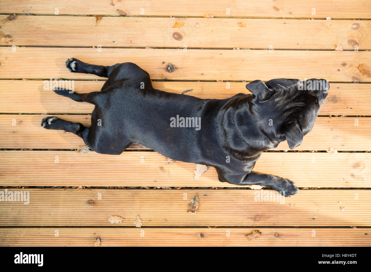 A handsome black Staffordshire Bull Terrier dog lying on wooden decking. his coat is shiny, he is not wearing a collar. Seen fro Stock Photo
