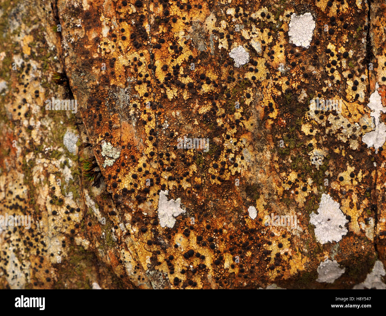 Orange & brown crustose lichen with black apothecia colonising rock with associated white lichens create interesting pattern Stock Photo