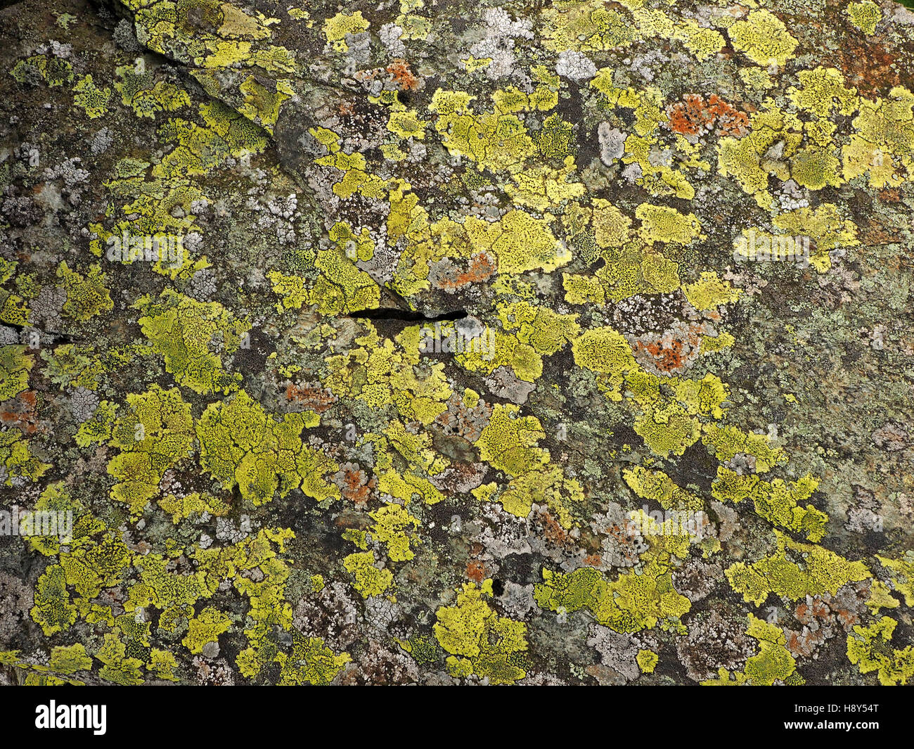 yellow Map Lichen Rhizocarpon geographicum interspersed with patchy crustose orange lichens create interesting patterns on rock Stock Photo