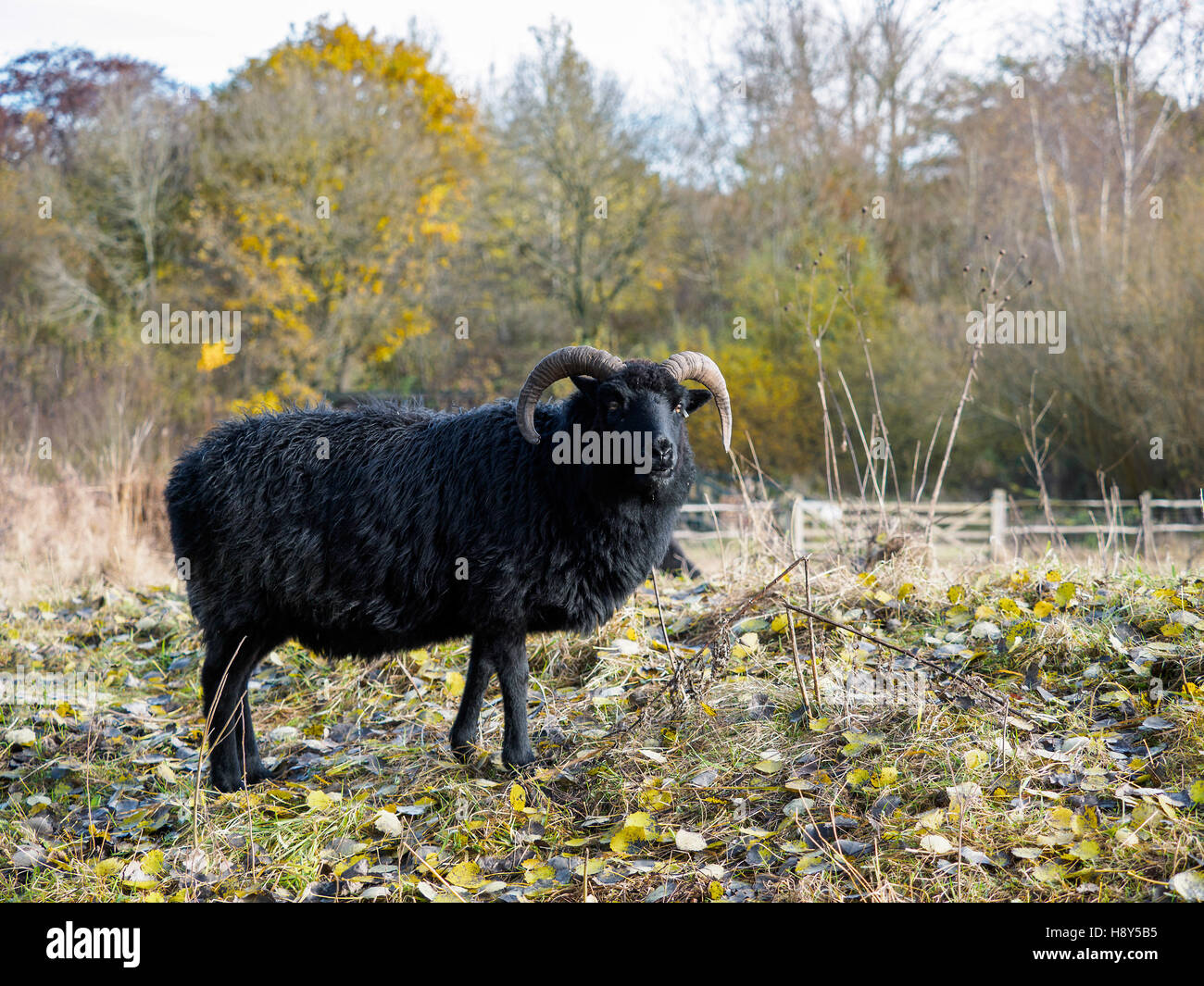 Hebridean Black Sheep at Warnham Nature Reserve Stock Photo Alamy