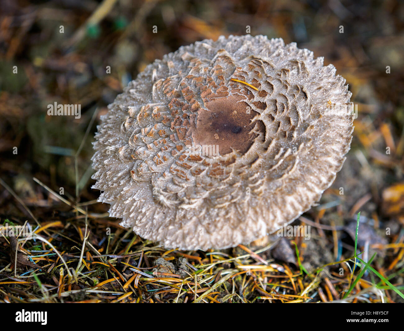 Weathered Fungus at Warnham Nature Reserve Stock Photo