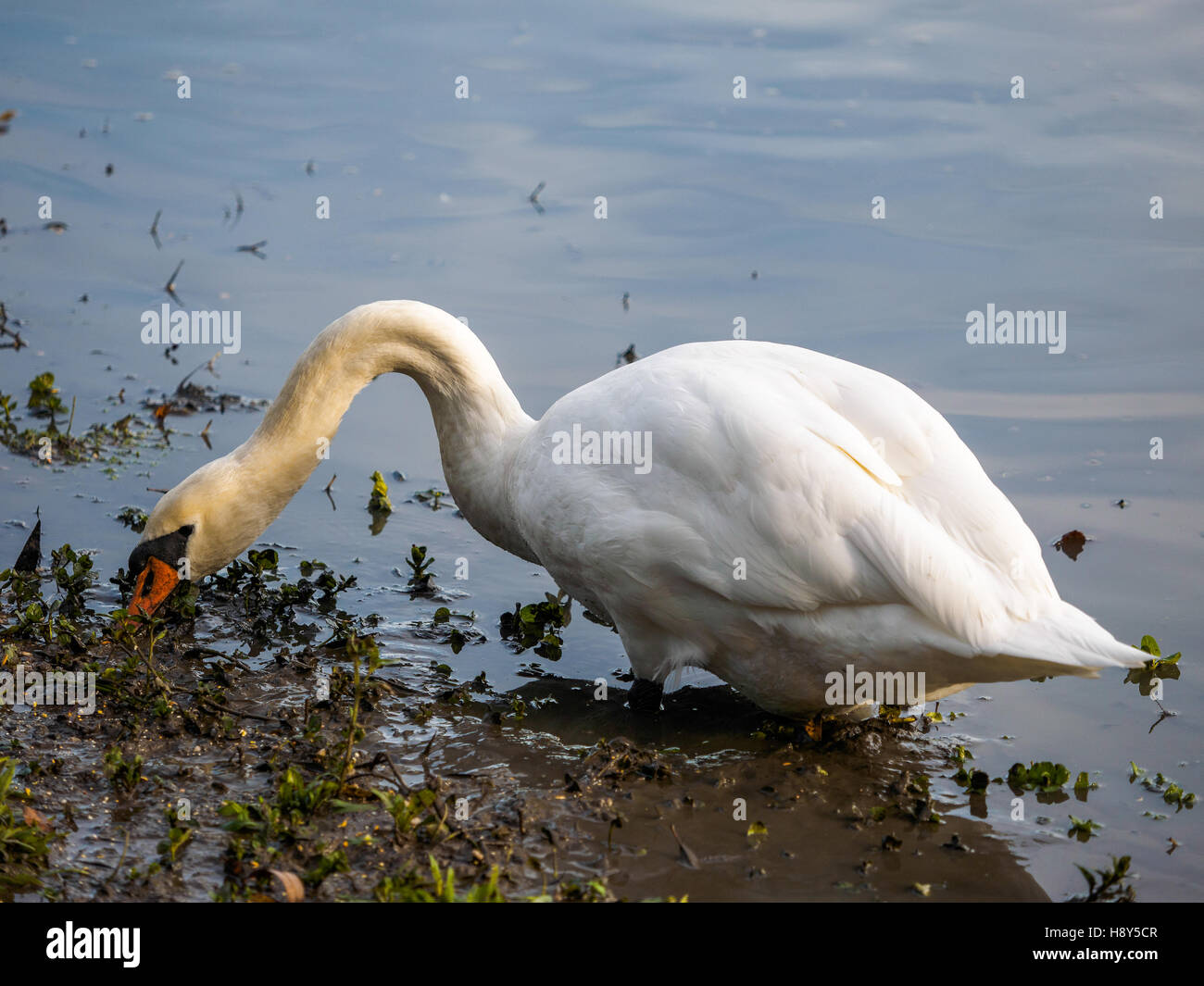 Mute Swan (Cygnus olor) at Warnham Nature Reserve Stock Photo