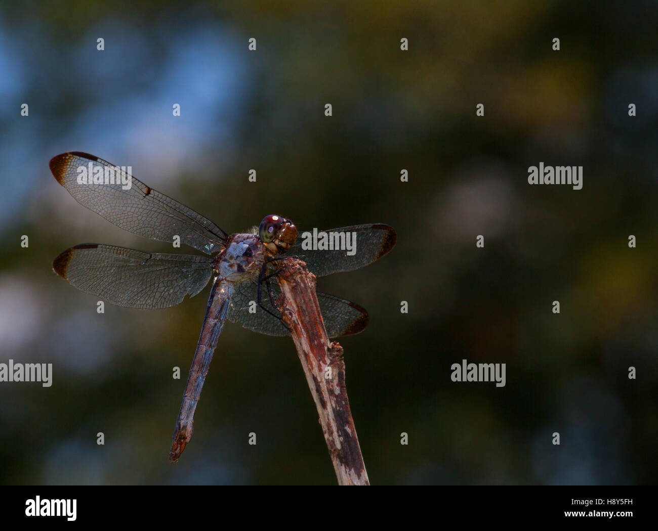 Dragonfly scanning the skyline for bugs to eat Stock Photo Alamy