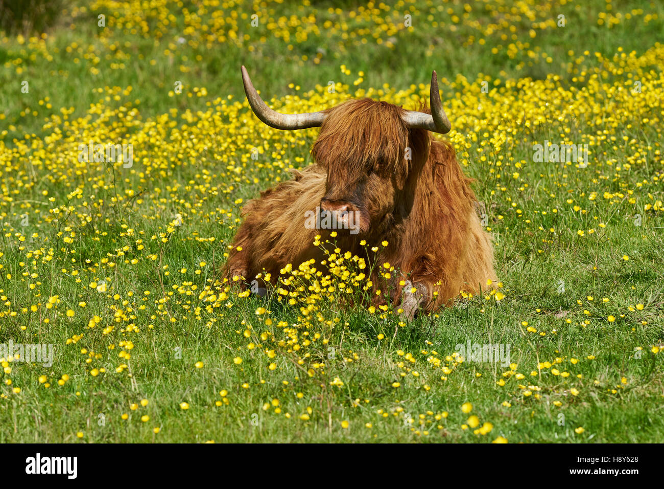 Highland cow sitting in a field of buttercups Stock Photo