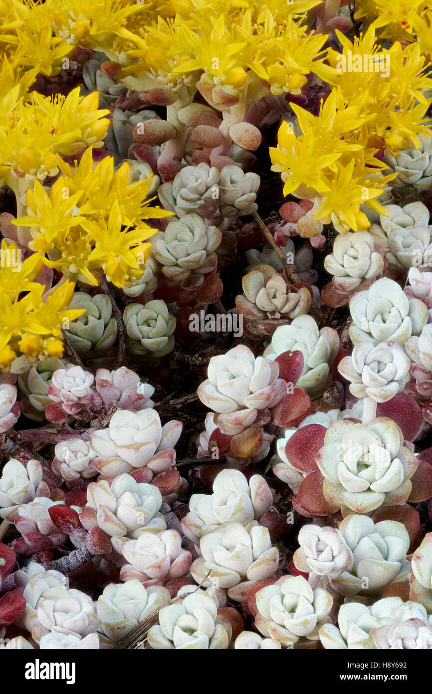 Yellow flowers of Sedum spathulifolium, Cape Blanco, an evergreen perennial rock plant Stock Photo