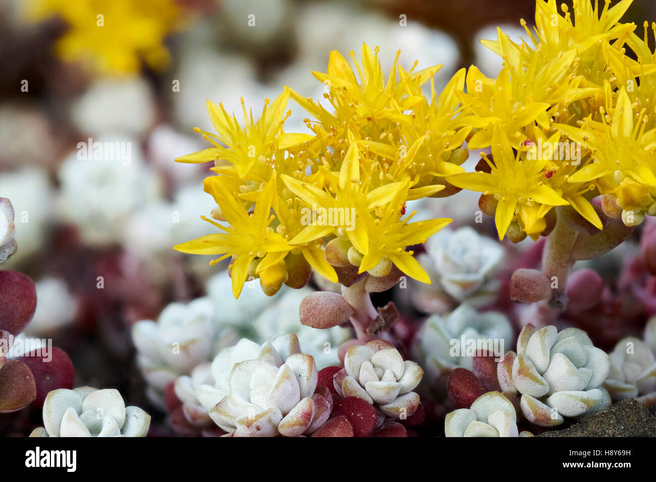 Yellow flowers of Sedum spathulifolium, Cape Blanco, an evergreen ...