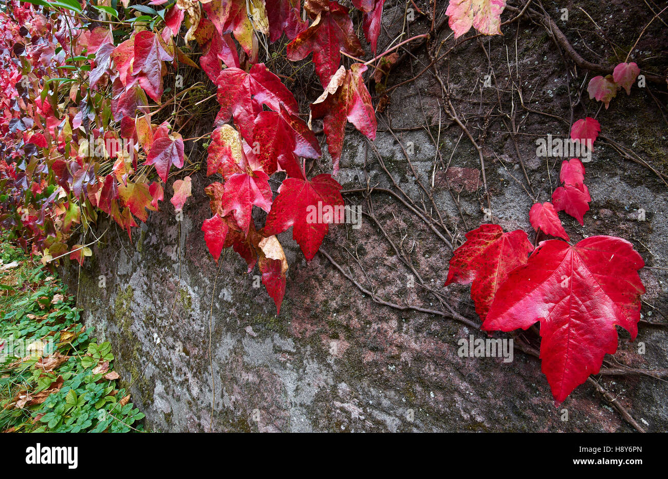 Virgina Creeper, Parthenocissus quinquefolia Stock Photo